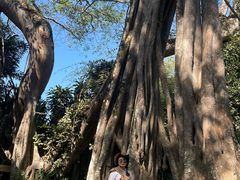 -瑞丽独树成林风景区