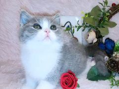 -十年猫舍·猫咪专门店(普陀店)
