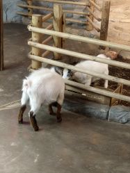 -Zoolung Zoolung动物主题公园(海信广场店)