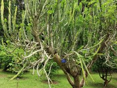 -中国科学院西双版纳热带植物园