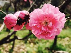 -南汇桃花村