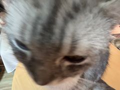 -Heymao猫咖.咖啡厅(东门店)