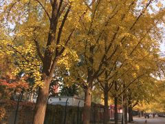 -三里屯东五街银杏大道
