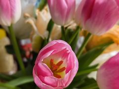 -双季花艺园艺市场(浦东店)