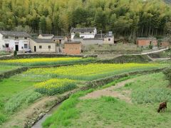 -灵山景区梯田