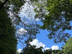 -王顺山国家森林公园