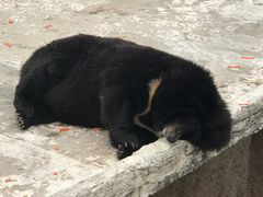 -大连森林动物园