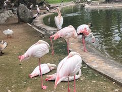-吉隆坡雀鸟公园