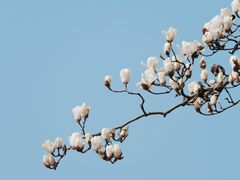 -杭州植物园