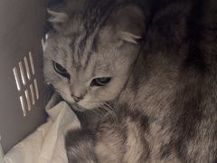 -艾贝尔宠物医院·24H转诊中心·肿瘤猫专科(江宁双龙店)