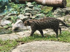 -清迈夜间动物园