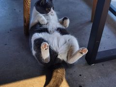 -CAT’S MEWSTAR CAFE·喵星球猫屋(晴湾咖啡店)