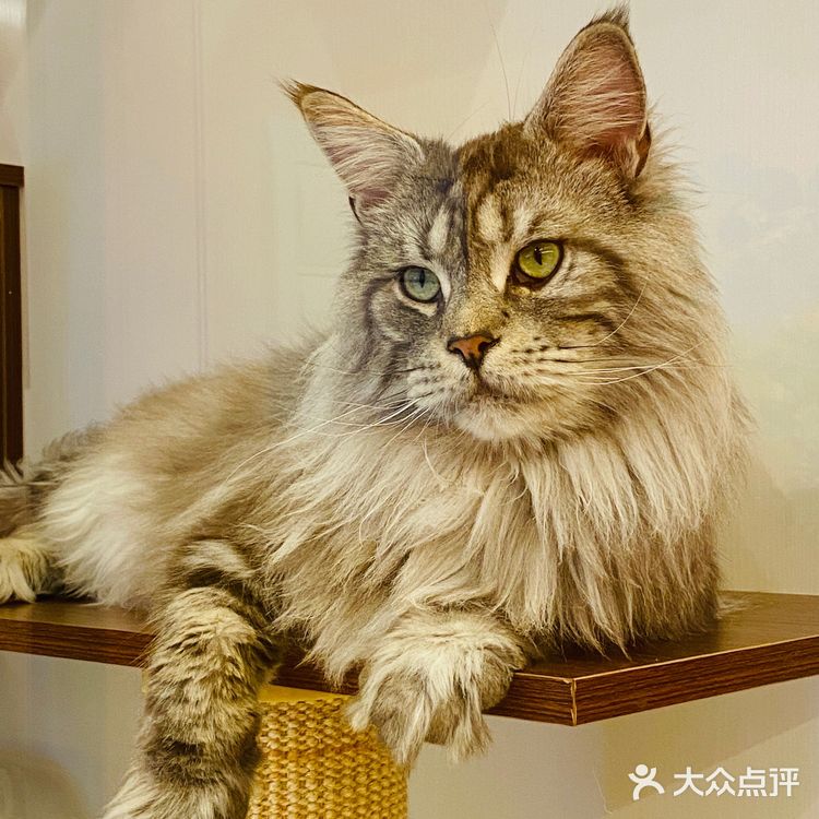 上海撸猫|这家猫咖也太解压了