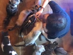 -李小姐の猫咖啡馆(五角场店)