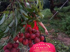 -从化深英荔枝黄皮龙眼采摘园