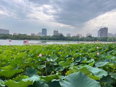 -莲花池公园