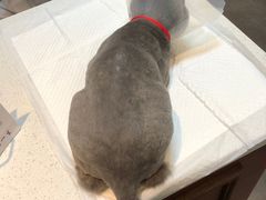 -宠爱国际动物医院· 猫科· 外科·中兽医(长白店)