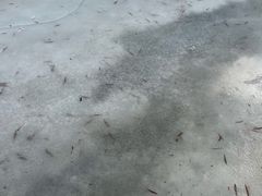 -江心岛