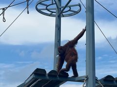 -西霞口神雕山野生动物世界