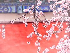 -颐和园