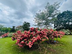 -中国科学院西双版纳热带植物园