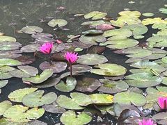 -野象谷景区
