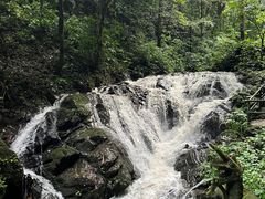 -莫里热带雨林景区