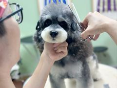 -鑫艺宠物美容培训学校