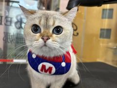 -车接车送·寄养洗护·德文猫舍(大宁店)