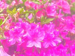 -南通鹏欣花园国宾酒店