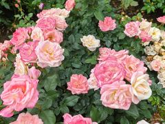 -人民公园(罗湖区)