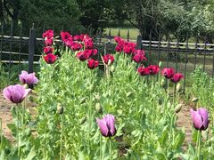 -国家植物园南园