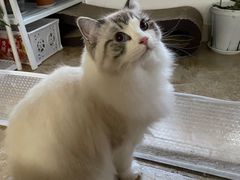 -爱洗澡的猫(望京店)