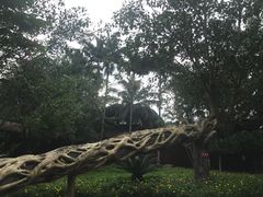 -瑞丽独树成林风景区