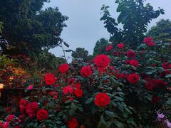 -二荆条·蜀鲜汇城市森林火锅