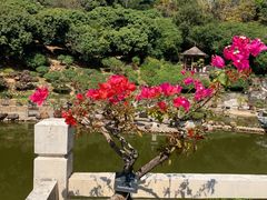 -深圳仙湖植物园