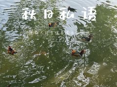 -西湖游船