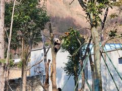 -卧龙中华大熊猫苑神树坪基地