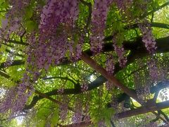 -嘉定紫藤园