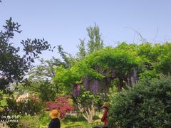 -嘉定紫藤园