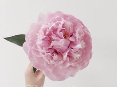 -INSDREAM FLOWER 鲜花预定·花艺培训
