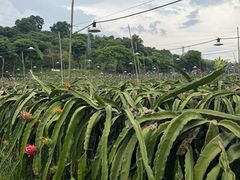 -凤岗南门山森林公园