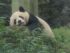-都江堰中华大熊猫苑