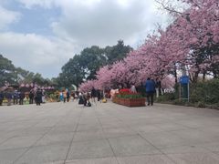 -南山植物园