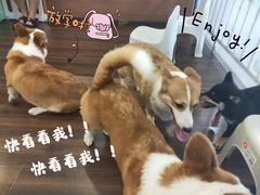 -柯斗斗主题餐厅·狗咖·围炉煮茶·茶饮(国瑞升平里店)