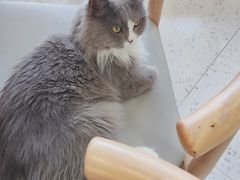 -喵园·猫主题咖啡厅·撸猫·猫咖(国贸店)