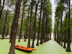 -渌洋湖湿地公园