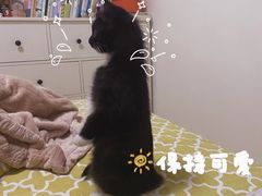 -半岛宠物医院24小时(科华中路店)
