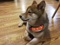 -柴务处·柴犬主题狗咖