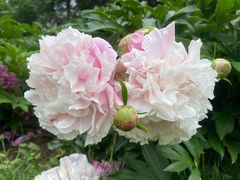 -长春公园(普阳街道)